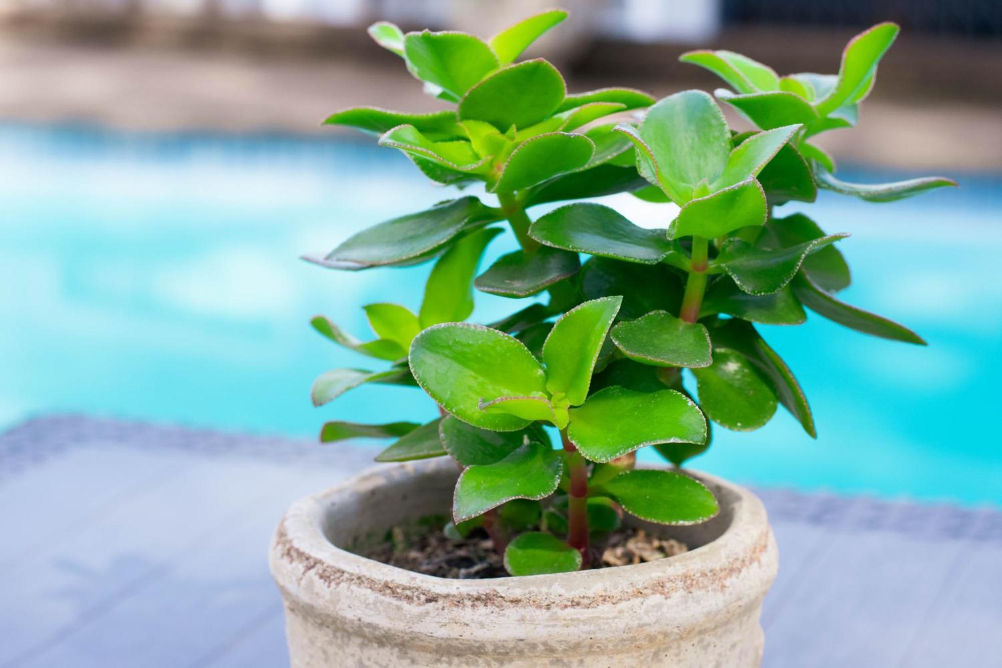 African Sands B&B Amanzimtoti Exterior foto